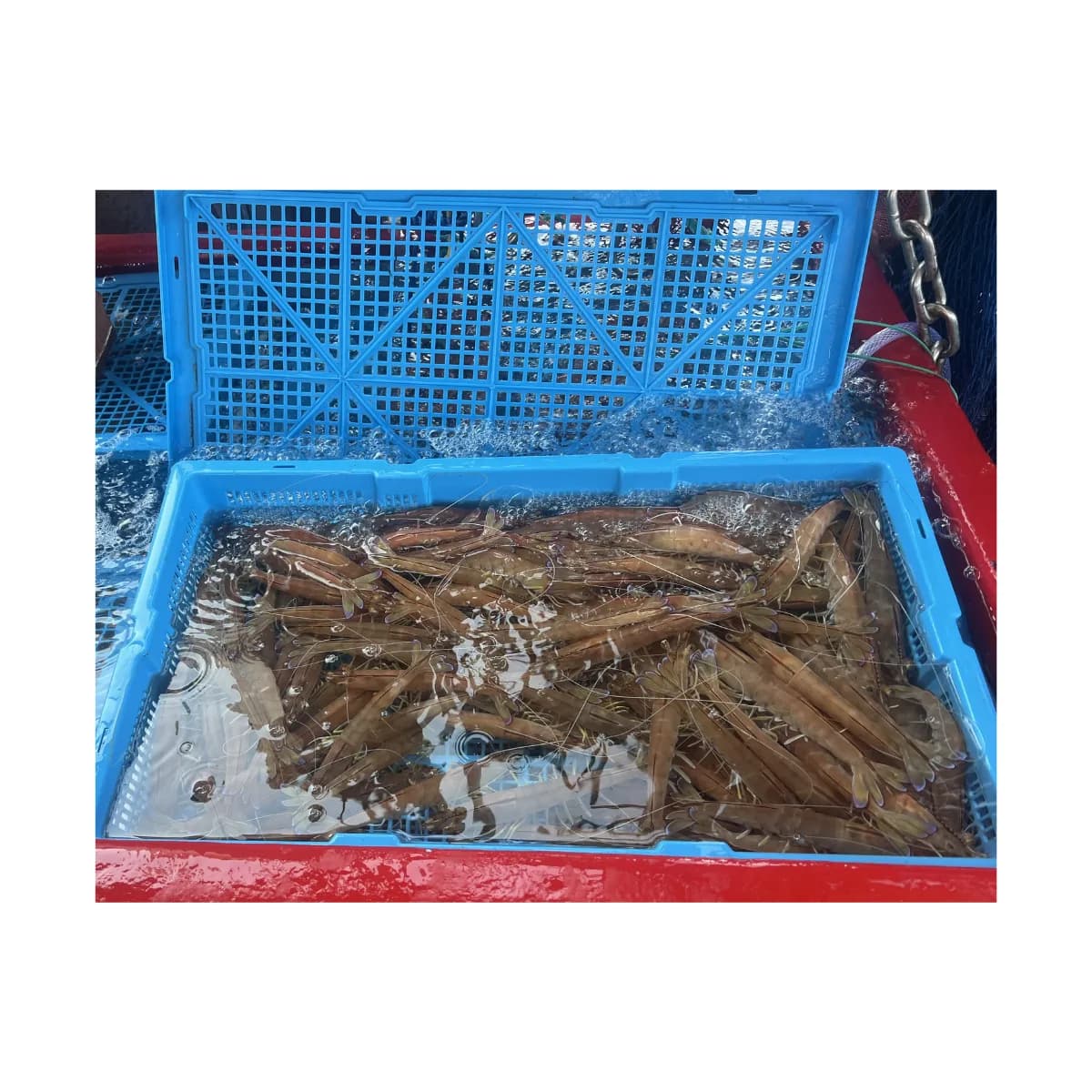15L Prawn and Seafood Crate (Shallow, Vented) view 3
