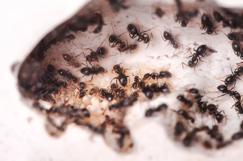 ants and Invasive pest species are a huge problem internationally.