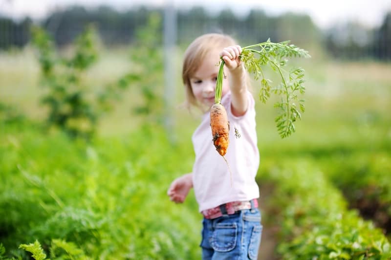 Carrots are particularly popular during the holiday season.