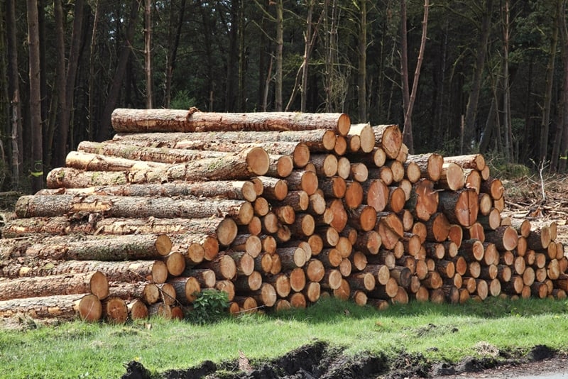 Wooden pallets pose a risk to forest preservation